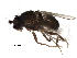  (Minilimosina rotundipennis - BIOUG30182-F11)  @14 [ ] CreativeCommons - Attribution (2016) CBG Photography Group Centre for Biodiversity Genomics