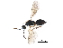  (Pnigalio malaise0490 - BIOUG30254-H09)  @13 [ ] CreativeCommons - Attribution (2016) CBG Photography Group Centre for Biodiversity Genomics