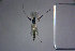  ( - NIESD0010)  @12 [ ] CreativeCommons - Attribution Non-Commercial Share-Alike (2015) Chironomid Group, NIES National Institute for Environmental Studies, Japan