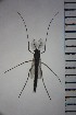  (Glyptotendipes tokunagai - NIESD0054)  @12 [ ] CreativeCommons - Attribution Non-Commercial Share-Alike (2015) Chironomid Group, NIES National Institute for Environmental Studies, Japan
