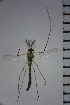  ( - NIESD0060)  @12 [ ] CreativeCommons - Attribution Non-Commercial Share-Alike (2015) Chironomid Group, NIES National Institute for Environmental Studies, Japan