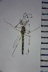  ( - NIESD0062)  @12 [ ] CreativeCommons - Attribution Non-Commercial Share-Alike (2015) Chironomid Group, NIES National Institute for Environmental Studies, Japan