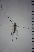  ( - NIESD0066)  @12 [ ] CreativeCommons - Attribution Non-Commercial Share-Alike (2015) Chironomid Group, NIES National Institute for Environmental Studies, Japan