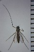  ( - NIESD0068)  @12 [ ] CreativeCommons - Attribution Non-Commercial Share-Alike (2015) Chironomid Group, NIES National Institute for Environmental Studies, Japan