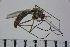  ( - NIESD0070)  @12 [ ] CreativeCommons - Attribution Non-Commercial Share-Alike (2015) Chironomid Group, NIES National Institute for Environmental Studies, Japan