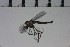  ( - NIESD0076)  @11 [ ] CreativeCommons - Attribution Non-Commercial Share-Alike (2015) Chironomid Group, NIES National Institute for Environmental Studies, Japan