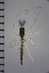  ( - NIESD0097)  @11 [ ] CreativeCommons - Attribution Non-Commercial Share-Alike (2015) Chironomid Group, NIES National Institute for Environmental Studies, Japan