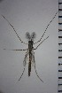  ( - NIESD0114)  @12 [ ] CreativeCommons - Attribution Non-Commercial Share-Alike (2015) Chironomid Group, NIES National Institute for Environmental Studies, Japan
