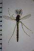  ( - NIESD0120)  @11 [ ] CreativeCommons - Attribution Non-Commercial Share-Alike (2015) Chironomid Group, NIES National Institute for Environmental Studies, Japan