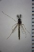  ( - NIESD0122)  @12 [ ] CreativeCommons - Attribution Non-Commercial Share-Alike (2015) Chironomid Group, NIES National Institute for Environmental Studies, Japan