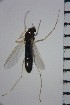  ( - NIESD0125)  @11 [ ] CreativeCommons - Attribution Non-Commercial Share-Alike (2015) Chironomid Group, NIES National Institute for Environmental Studies, Japan