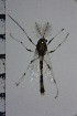  ( - NIESD0155)  @13 [ ] CreativeCommons - Attribution Non-Commercial Share-Alike (2015) Chironomid Group, NIES National Institute for Environmental Studies, Japan