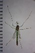  ( - NIESD0234)  @12 [ ] CreativeCommons - Attribution Non-Commercial Share-Alike (2015) Chironomid Group, NIES National Institute for Environmental Studies, Japan