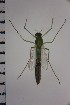  ( - NIESD0242)  @12 [ ] CreativeCommons - Attribution Non-Commercial Share-Alike (2015) Chironomid Group, NIES National Institute for Environmental Studies, Japan