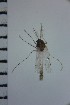  (Ablabesmyia prorasha - NIESD0260)  @12 [ ] CreativeCommons - Attribution Non-Commercial Share-Alike (2015) Chironomid Group, NIES National Institute for Environmental Studies, Japan