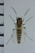  ( - NIESD0263)  @13 [ ] CreativeCommons - Attribution Non-Commercial Share-Alike (2015) Chironomid Group, NIES National Institute for Environmental Studies, Japan