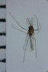  ( - NIESD0267)  @11 [ ] CreativeCommons - Attribution Non-Commercial Share-Alike (2015) Chironomid Group, NIES National Institute for Environmental Studies, Japan