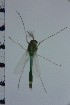  ( - NIESD0268)  @11 [ ] CreativeCommons - Attribution Non-Commercial Share-Alike (2015) Chironomid Group, NIES National Institute for Environmental Studies, Japan