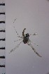  ( - NIESD0287)  @11 [ ] CreativeCommons - Attribution Non-Commercial Share-Alike (2015) Chironomid Group, NIES National Institute for Environmental Studies, Japan