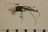  ( - NIESD0317)  @11 [ ] CreativeCommons - Attribution Non-Commercial Share-Alike (2015) Chironomid Group, NIES National Institute for Environmental Studies, Japan