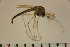  ( - NIESD0322)  @12 [ ] CreativeCommons - Attribution Non-Commercial Share-Alike (2015) Chironomid Group, NIES National Institute for Environmental Studies, Japan