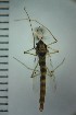  ( - NIESD0385)  @13 [ ] CreativeCommons - Attribution Non-Commercial Share-Alike (2015) Chironomid Group, NIES National Institute for Environmental Studies, Japan