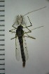  ( - NIESD0386)  @13 [ ] CreativeCommons - Attribution Non-Commercial Share-Alike (2015) Chironomid Group, NIES National Institute for Environmental Studies, Japan