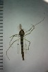  ( - NIESD0387)  @13 [ ] CreativeCommons - Attribution Non-Commercial Share-Alike (2015) Chironomid Group, NIES National Institute for Environmental Studies, Japan