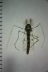  ( - NIESD0388)  @13 [ ] CreativeCommons - Attribution Non-Commercial Share-Alike (2015) Chironomid Group, NIES National Institute for Environmental Studies, Japan