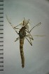  ( - NIESD0399)  @13 [ ] CreativeCommons - Attribution Non-Commercial Share-Alike (2015) Chironomid Group, NIES National Institute for Environmental Studies, Japan