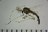  ( - NIESD0412)  @12 [ ] CreativeCommons - Attribution Non-Commercial Share-Alike (2015) Chironomid Group, NIES National Institute for Environmental Studies, Japan