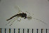  ( - NIESD0413)  @11 [ ] CreativeCommons - Attribution Non-Commercial Share-Alike (2015) Chironomid Group, NIES National Institute for Environmental Studies, Japan