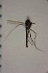  ( - NIESD0420)  @11 [ ] CreativeCommons - Attribution Non-Commercial Share-Alike (2015) Chironomid Group, NIES National Institute for Environmental Studies, Japan