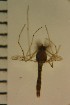  ( - NIESD0437)  @12 [ ] CreativeCommons - Attribution Non-Commercial Share-Alike (2015) Chironomid Group, NIES National Institute for Environmental Studies, Japan