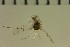  ( - NIESD0448)  @11 [ ] CreativeCommons - Attribution Non-Commercial Share-Alike (2015) Chironomid Group, NIES National Institute for Environmental Studies, Japan