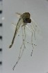  ( - NIESD0501)  @11 [ ] CreativeCommons - Attribution Non-Commercial Share-Alike (2015) Chironomid Group, NIES National Institute for Environmental Studies, Japan