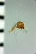  ( - NIESX0062)  @11 [ ] CreativeCommons - Attribution Non-Commercial Share-Alike (2015) Chironomid Group, NIES National Institute for Environmental Studies, Japan