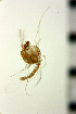  ( - NIESX0066)  @12 [ ] CreativeCommons - Attribution Non-Commercial Share-Alike (2015) Chironomid Group, NIES National Institute for Environmental Studies, Japan