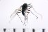  (Rheocricotopus chalybeatus - NIESD0188)  @12 [ ] CreativeCommons - Attribution Non-Commercial Share-Alike (2015) Chironomid Group, NIES National Institute for Environmental Studies, Japan