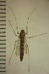  ( - NIESD0462)  @13 [ ] CreativeCommons - Attribution Non-Commercial Share-Alike (2015) Chironomid Group, NIES National Institute for Environmental Studies, Japan
