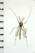  ( - NIESD0566)  @12 [ ] CreativeCommons - Attribution Non-Commercial Share-Alike (2015) Chironomid Group, NIES National Institute for Environmental Studies, Japan