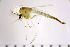  ( - NIESD0606)  @13 [ ] CreativeCommons - Attribution Non-Commercial Share-Alike (2015) Chironomid Group, NIES National Institute for Environmental Studies, Japan