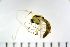 ( - NIESD0607)  @12 [ ] CreativeCommons - Attribution Non-Commercial Share-Alike (2015) Chironomid Group, NIES National Institute for Environmental Studies, Japan