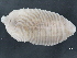  (Helobdella modesta - 10PROBE-22558)  @14 [ ] CreativeCommons - Attribution (2010) CBG Photography Group Centre for Biodiversity Genomics