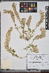  ( - Astr18)  @11 [ ] Copyright (2021) Unspecified Institute of Botany, Academy of Sciences of Uzbekistan