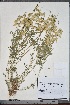  (Astragalus xanthomeloides - Astr30)  @11 [ ] Copyright (2021) Unspecified Institute of Botany, Academy of Sciences of Uzbekistan