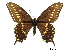  (Papilio joanae - BIOUG36855-A10)  @14 [ ] CreativeCommons - Attribution (2017) Jacopo D'Ercole Centre for Biodiversity Genomics