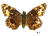  (Agathymus neumoegeni - BIOUG36855-B02)  @11 [ ] CreativeCommons - Attribution (2017) Jacopo D'Ercole Centre for Biodiversity Genomics