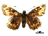  ( - BIOUG36855-B04)  @11 [ ] CreativeCommons - Attribution (2017) Jacopo D'Ercole Centre for Biodiversity Genomics
