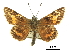  (Agathymus polingi - BIOUG36855-H05)  @11 [ ] CreativeCommons - Attribution (2017) CBG Photography Group Centre for Biodiversity Genomics
